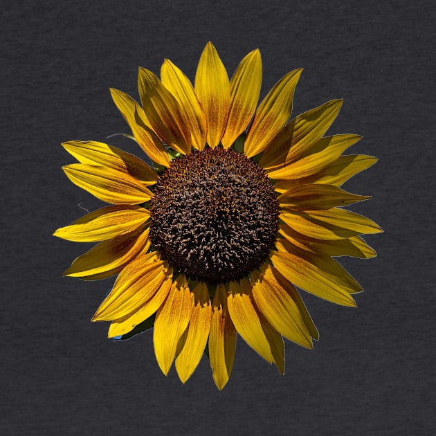 Sun's Flower by PhotosbyHealy